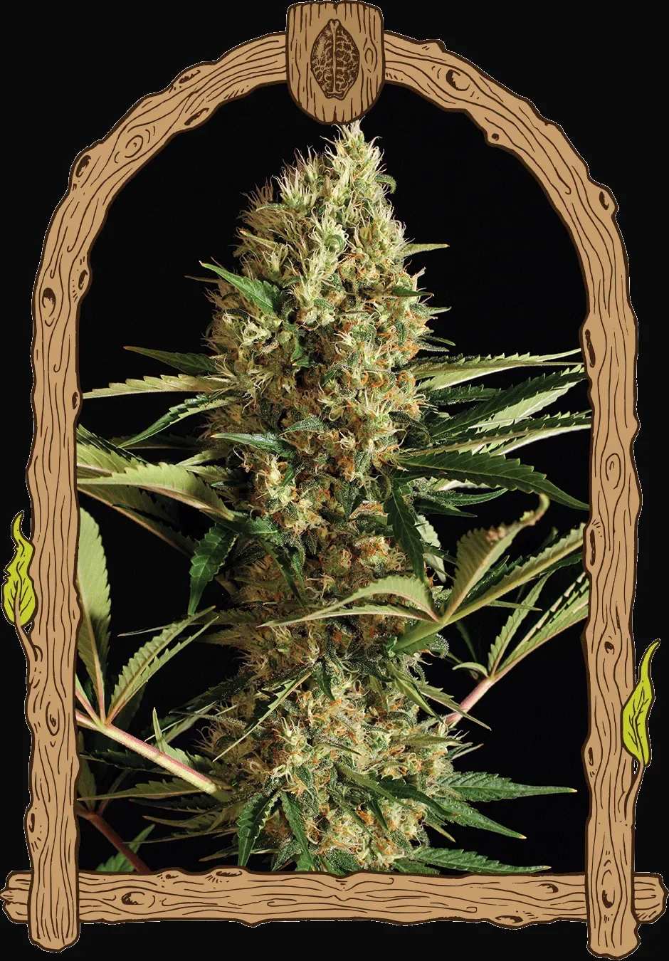 Strawberry Cube Auto