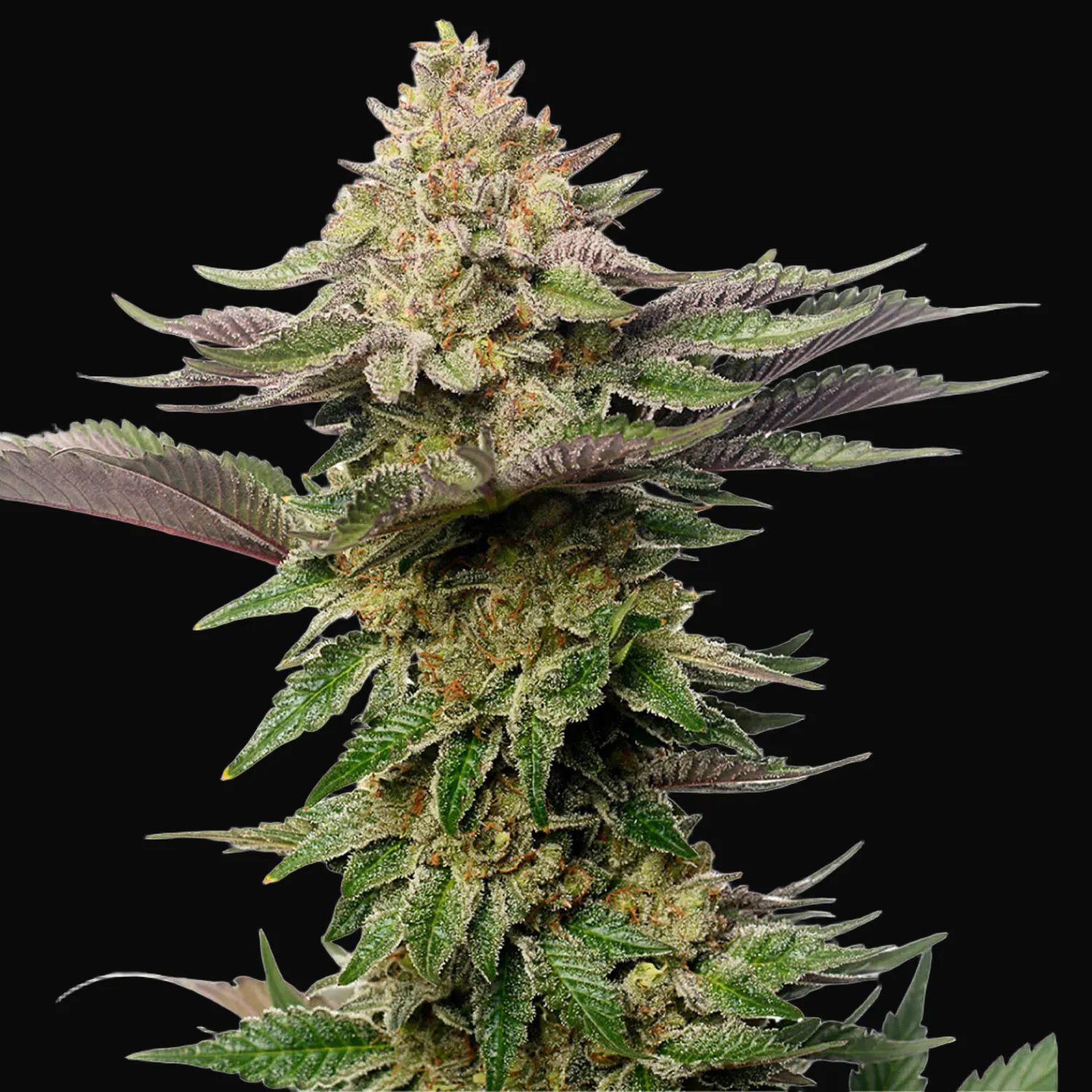 Strawberry Glue