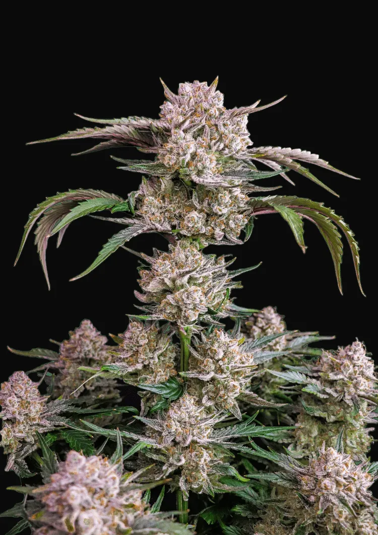 Strawberry Gorilla Auto