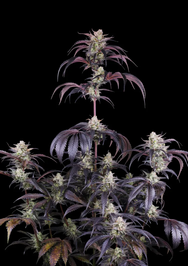 Strawberry Gorilla Auto RF3