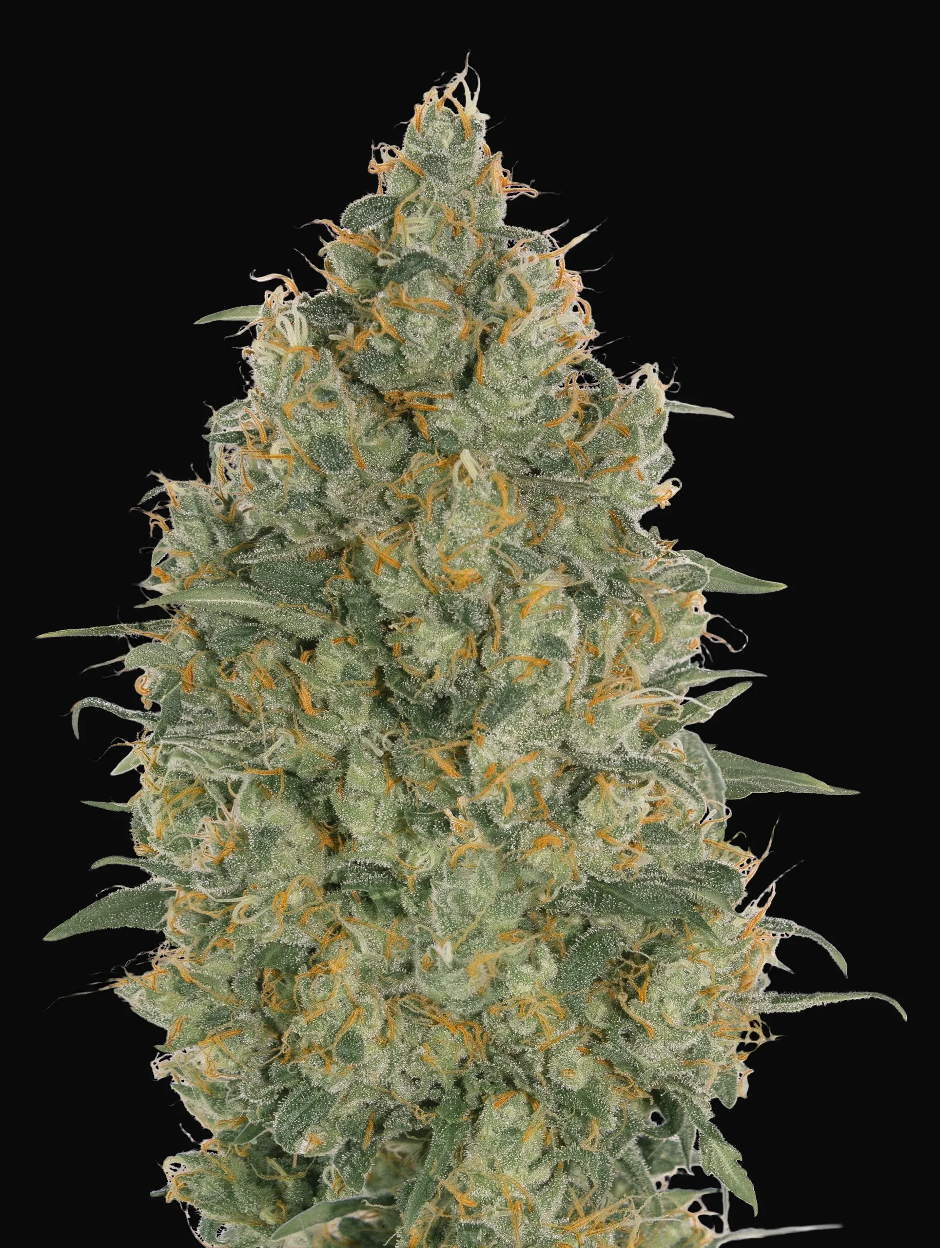 Strawberry Gum
