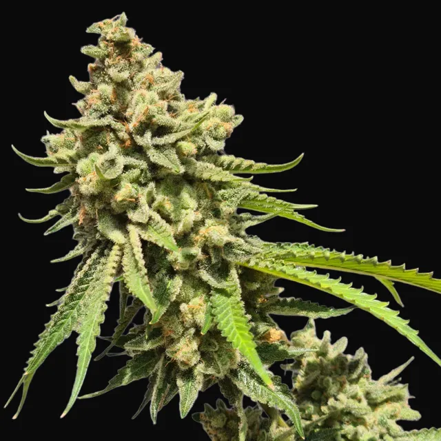 Strawberry Haze Auto