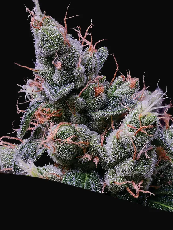 Strawberry Kush