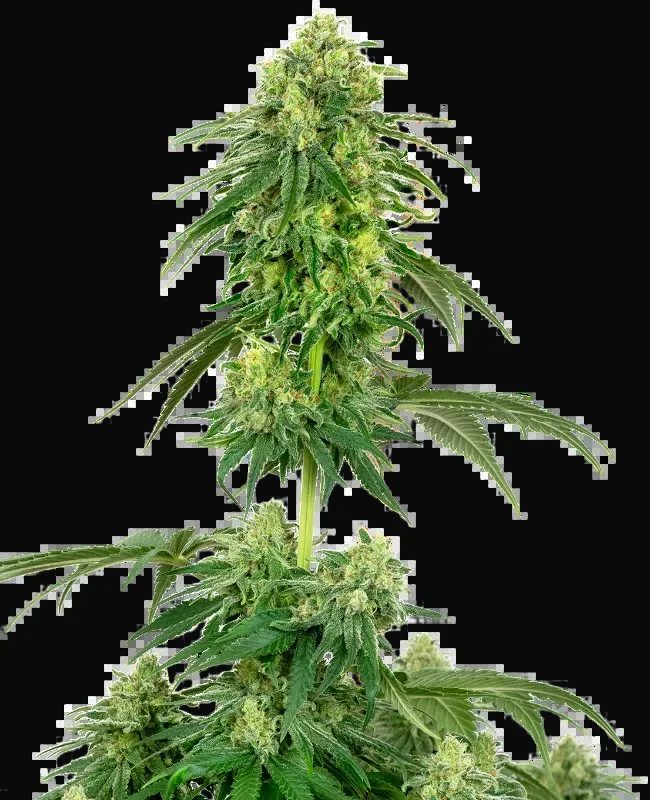 Strawberry Kush Feminized