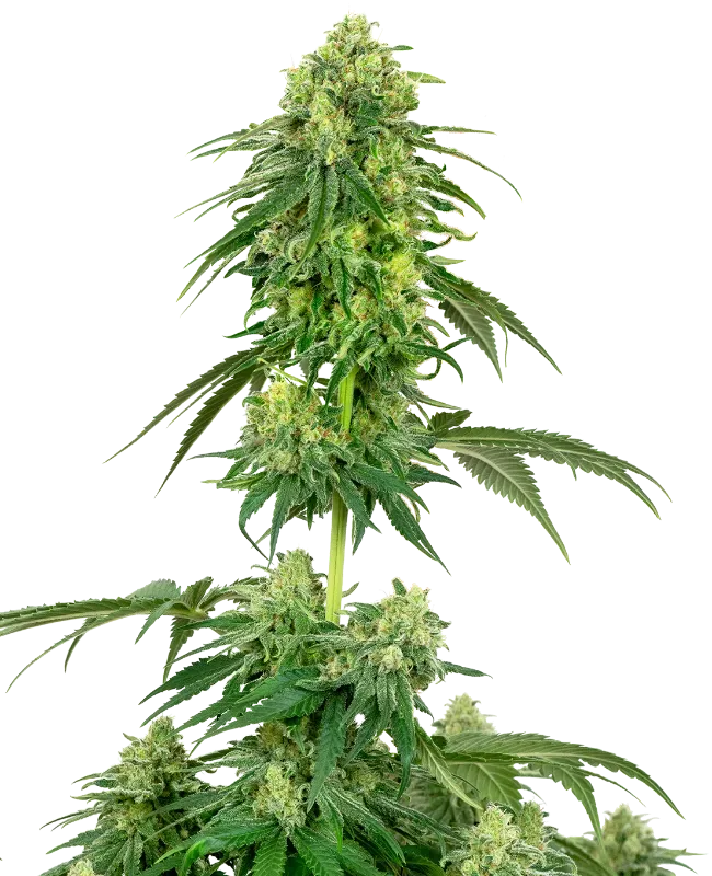 Strawberry Kush Feminized