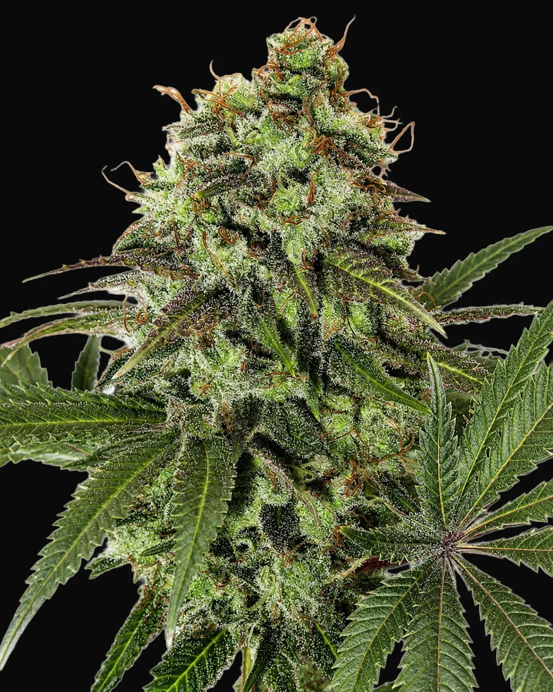 Strawberry OG