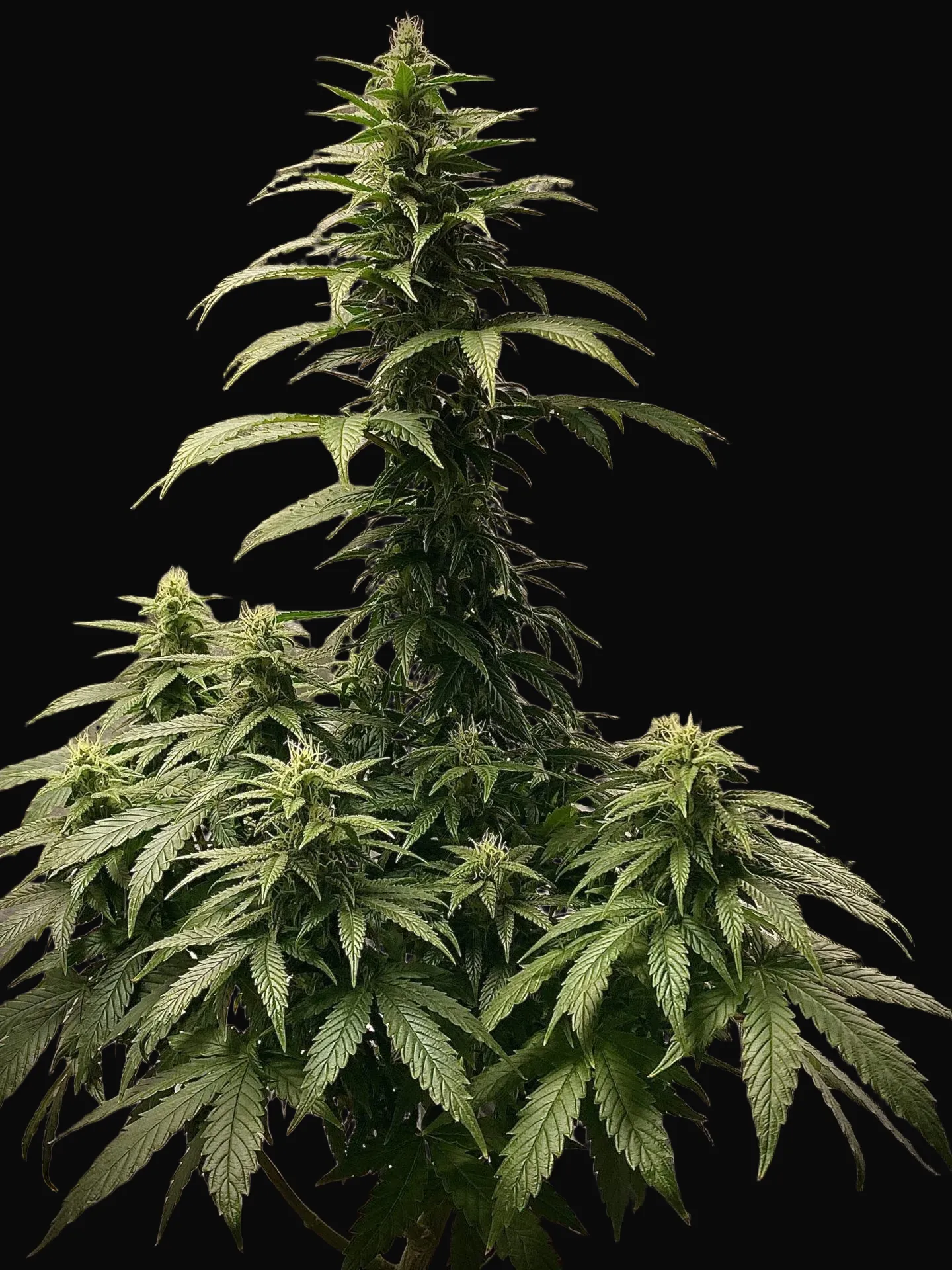 Strawberry Shortcake Auto