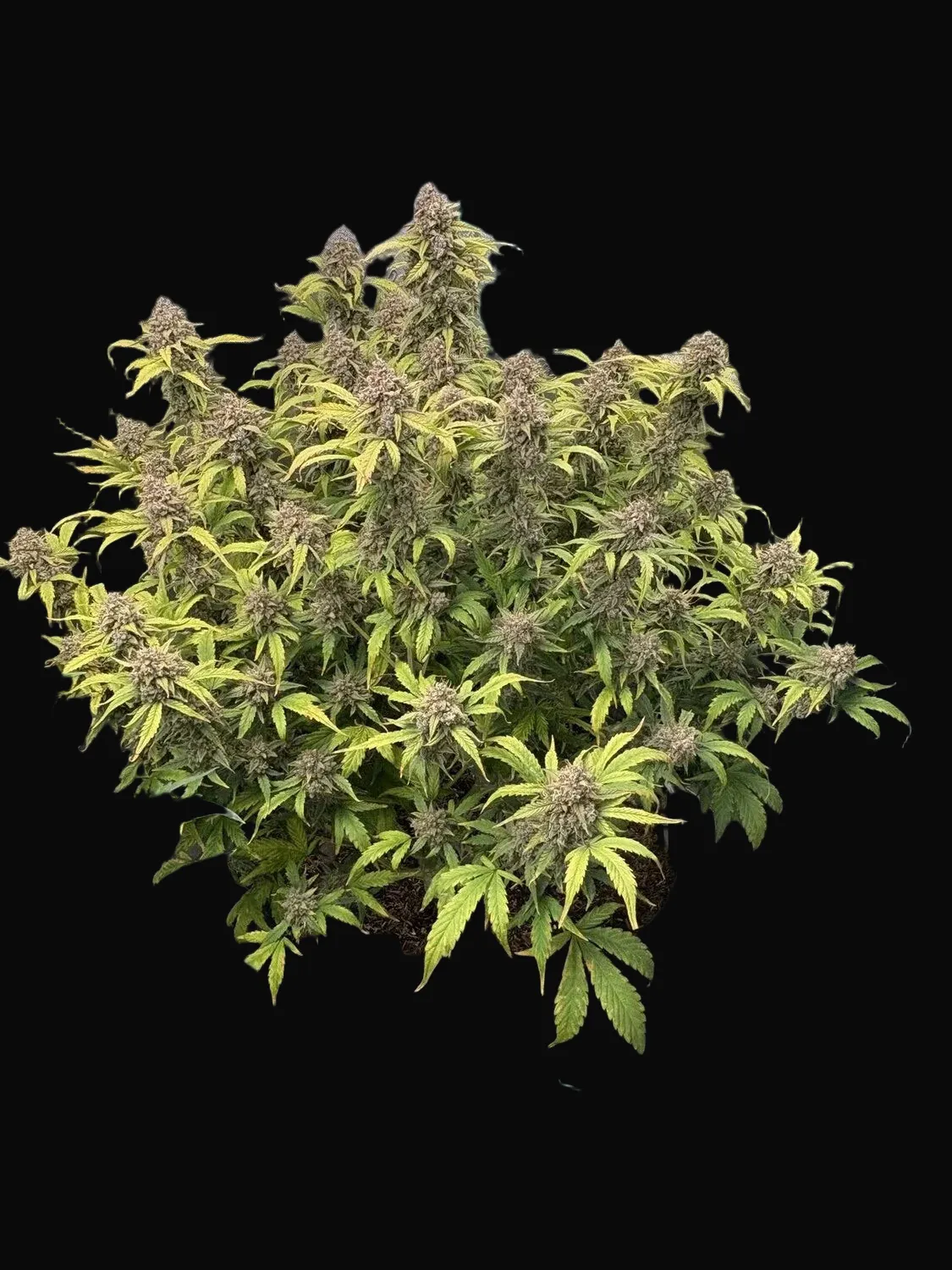 Strawberry Stardust Auto