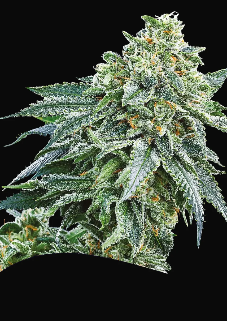Strawberry Tree