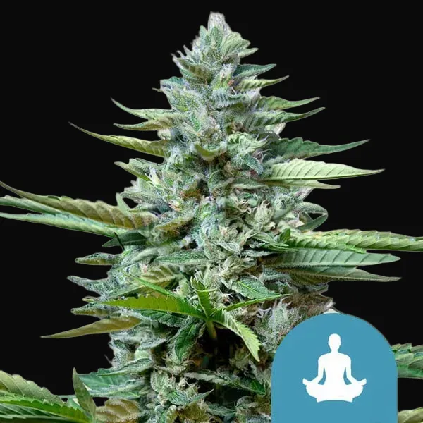 Stress Killer Auto CBD