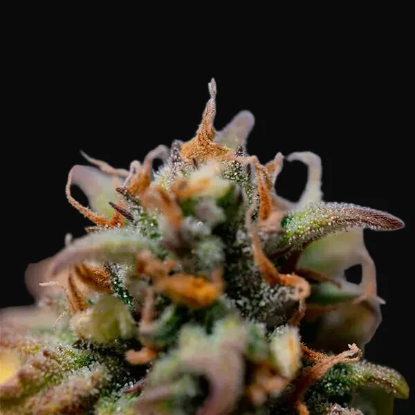 Stress Killer Auto CBD