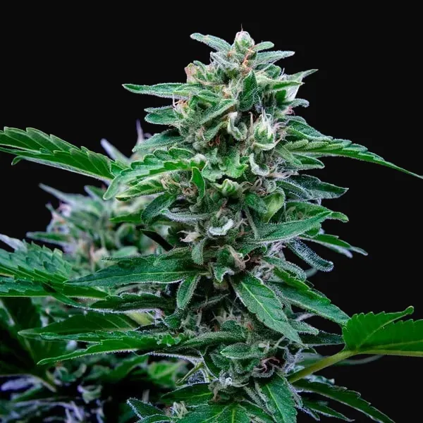 Stress Killer Auto CBD