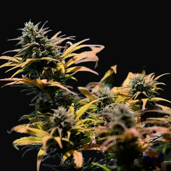 Stress Killer Auto CBD
