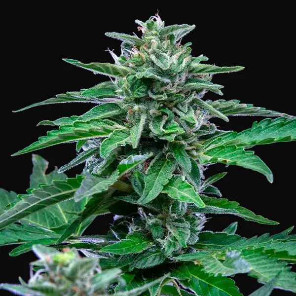 Stress Killer Auto CBD