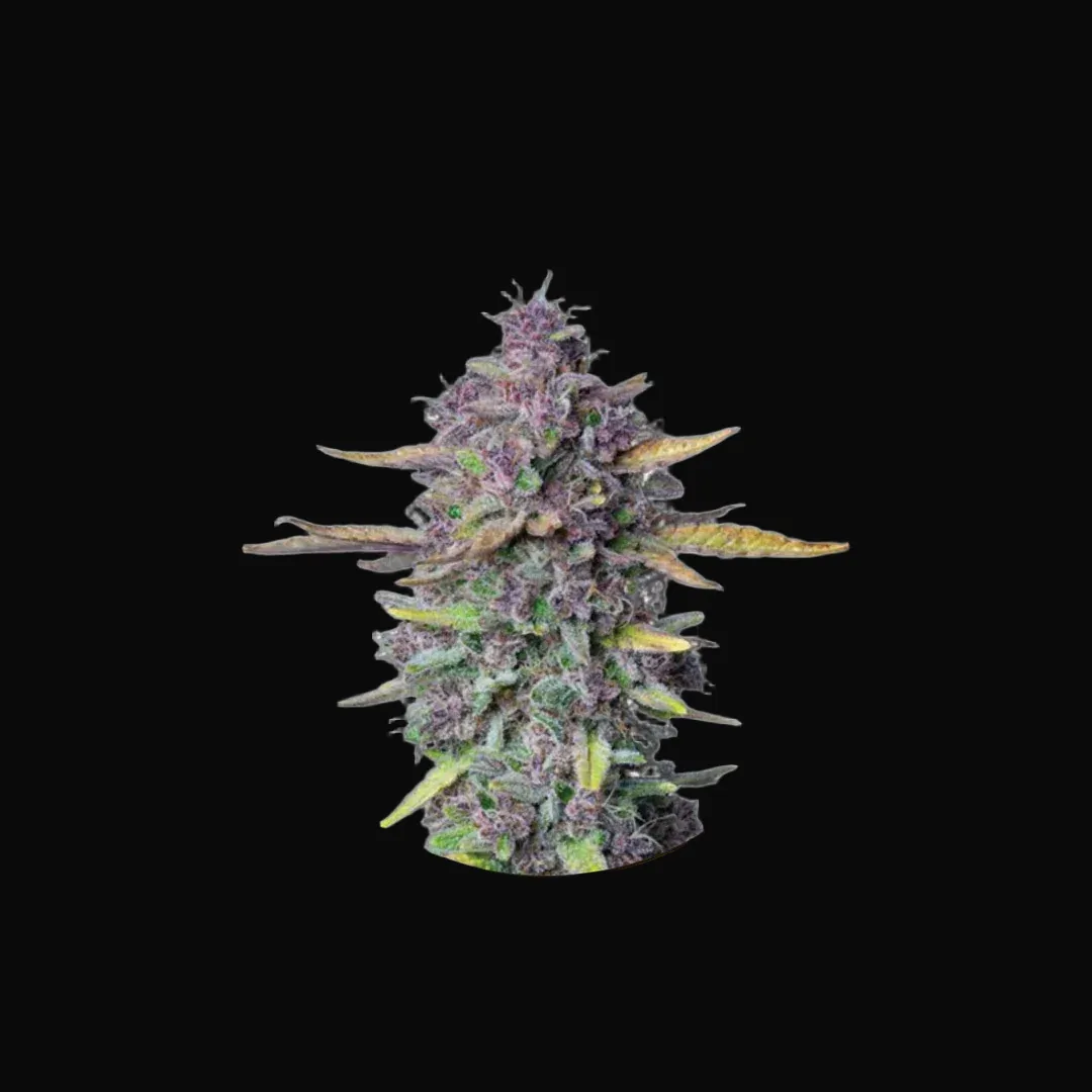 Sueño Purple Punch Auto