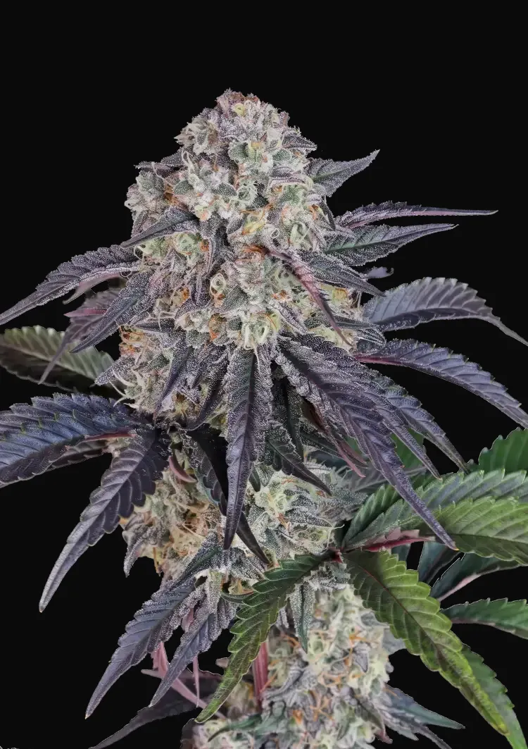 Sundae Frost Auto