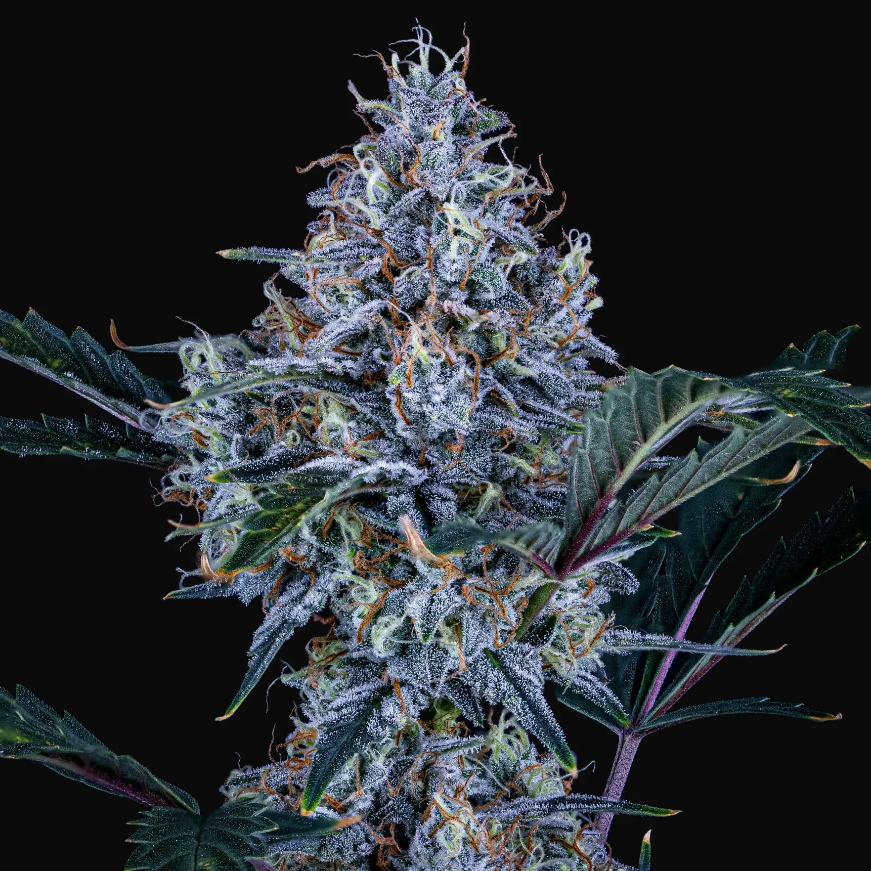 Sundae Thumper Auto