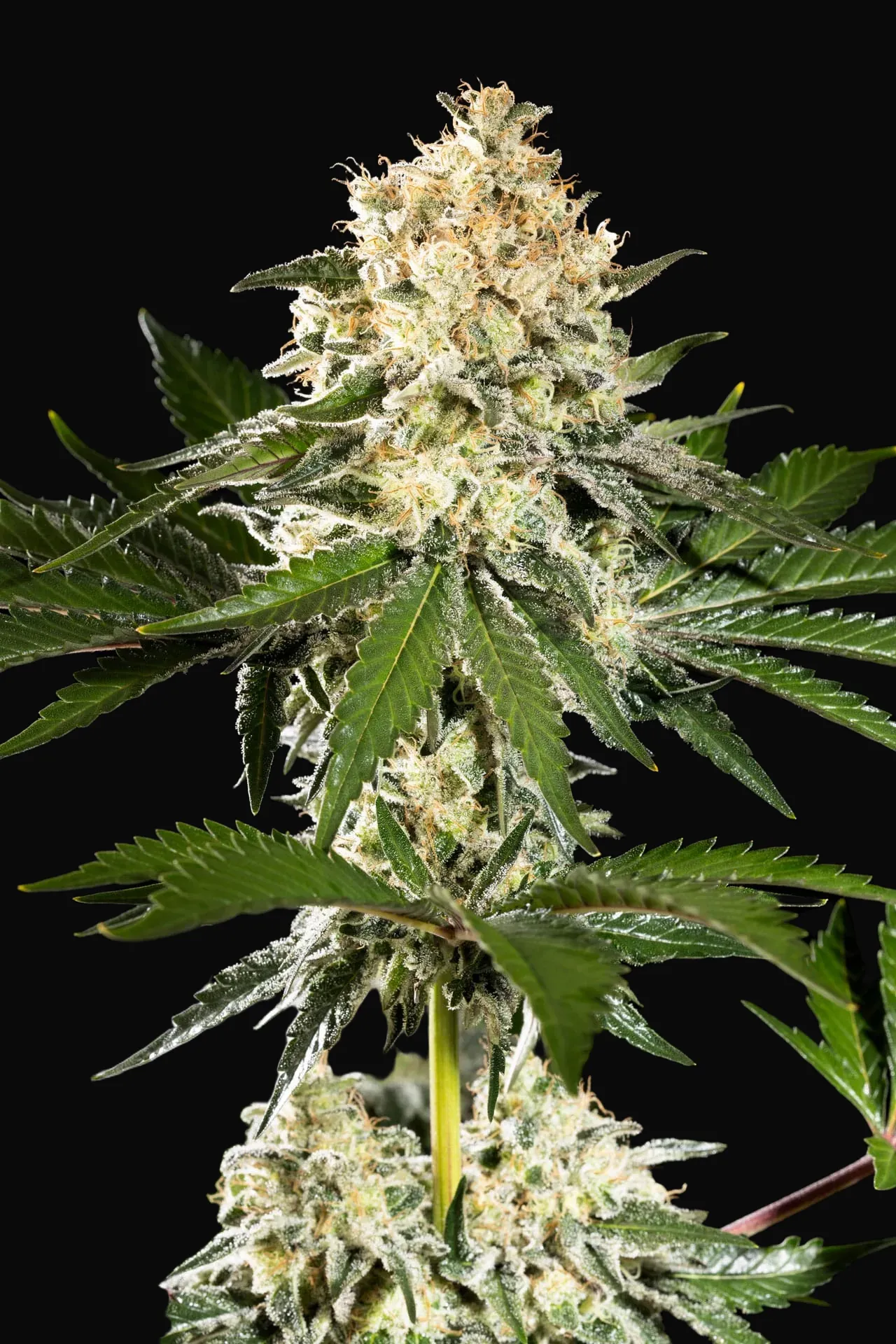 Sunset Sherbet Go Fast