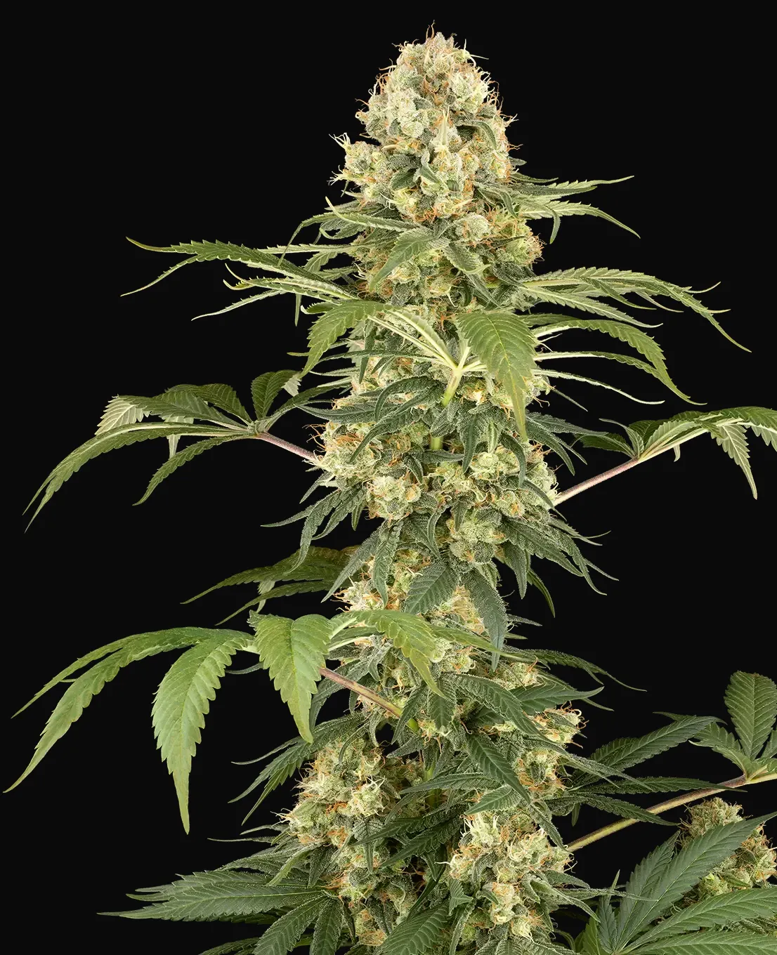 Super Berry Pound Cake Feminized