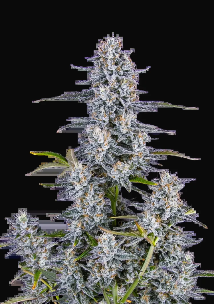 Super Boof Auto