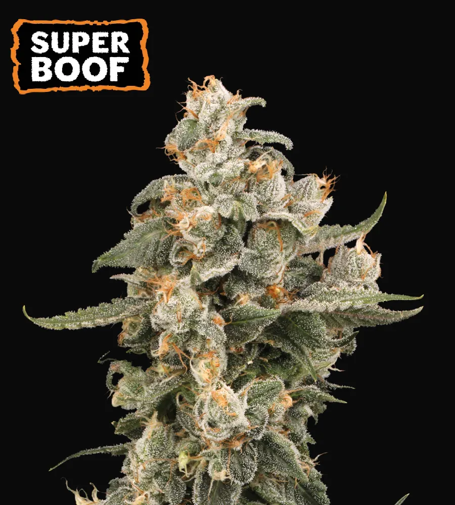 Super Boof Auto
