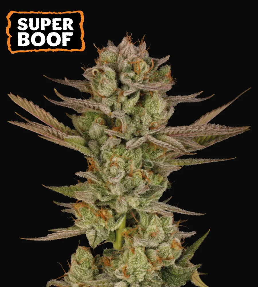 Super Boof