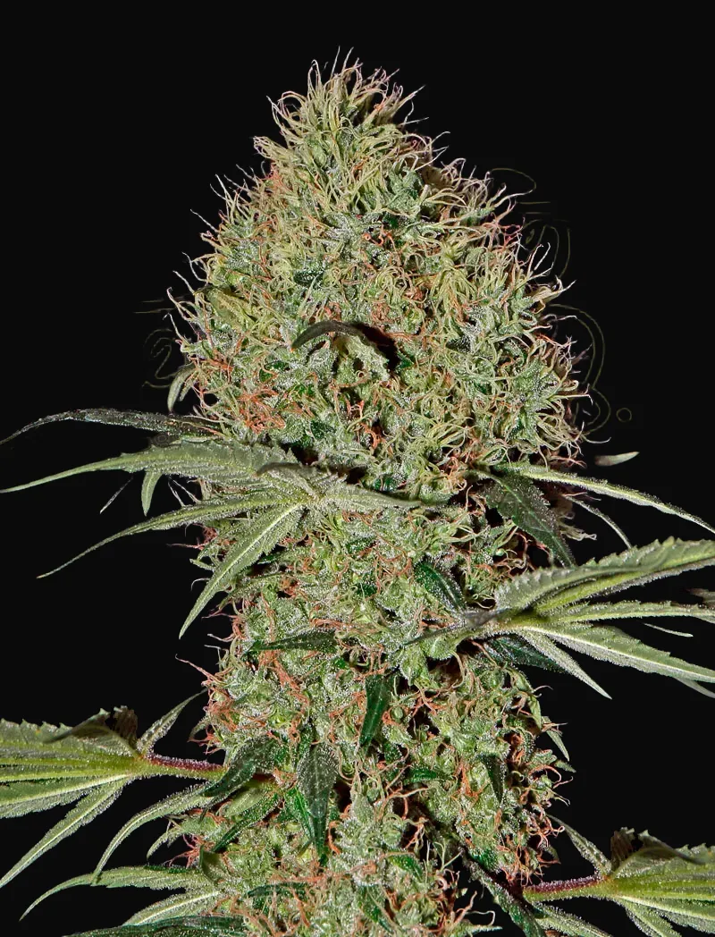 Super Bud Auto