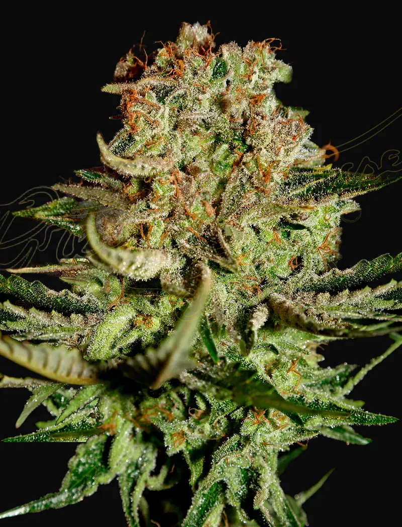Super Bud