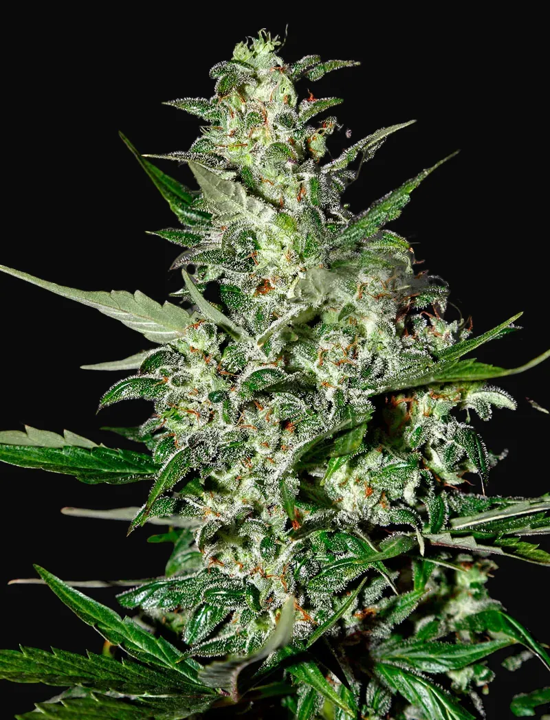 Super Critical Auto