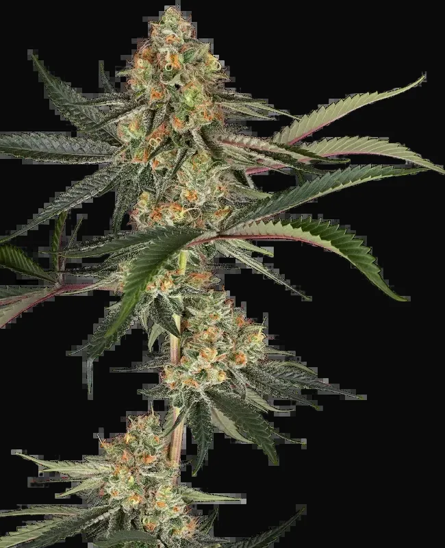 Super Lemon Cherry