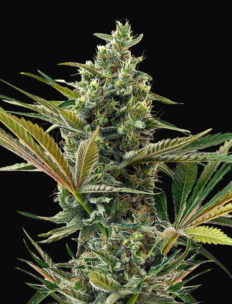 Super Lemon Haze Auto CBD