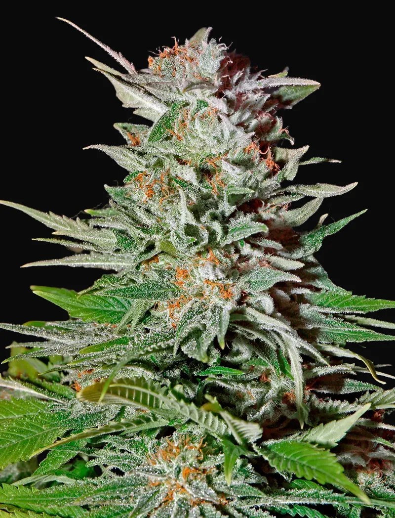 Super Lemon Haze Auto