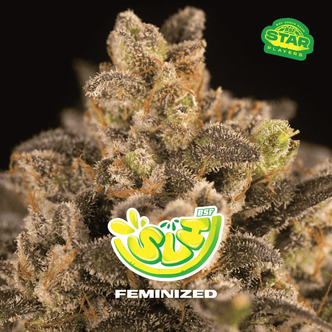 Super Lemon Haze