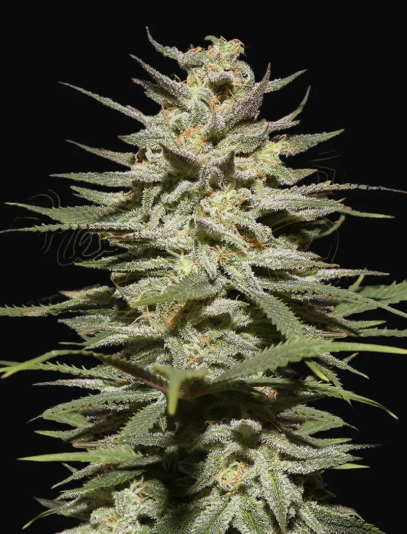 Super Lemon Haze CBD