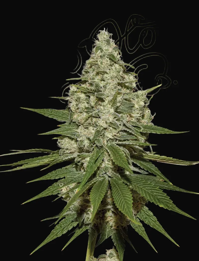 Super Lemon Haze