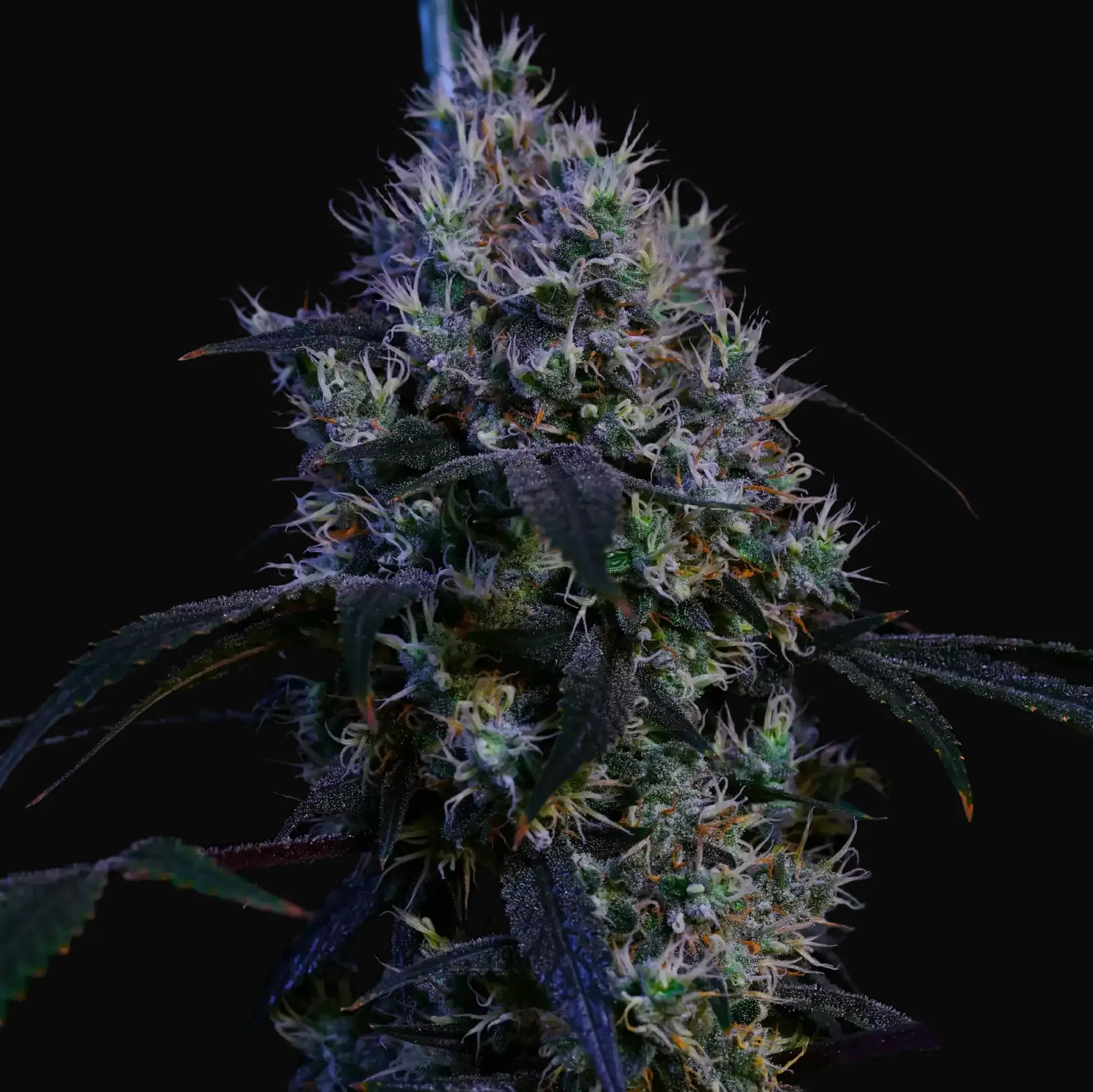 Super Lemon Haze RBX3