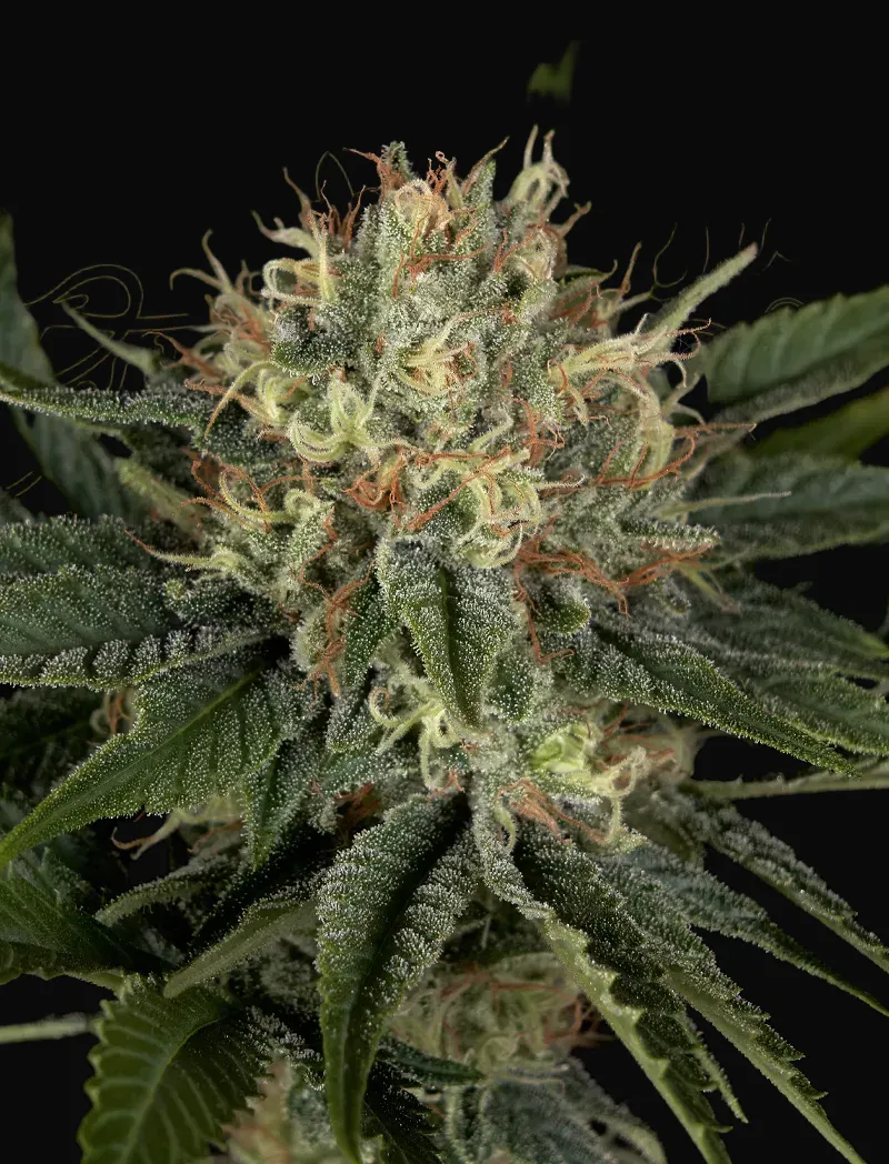 Super Lemon Haze x Banana Punch