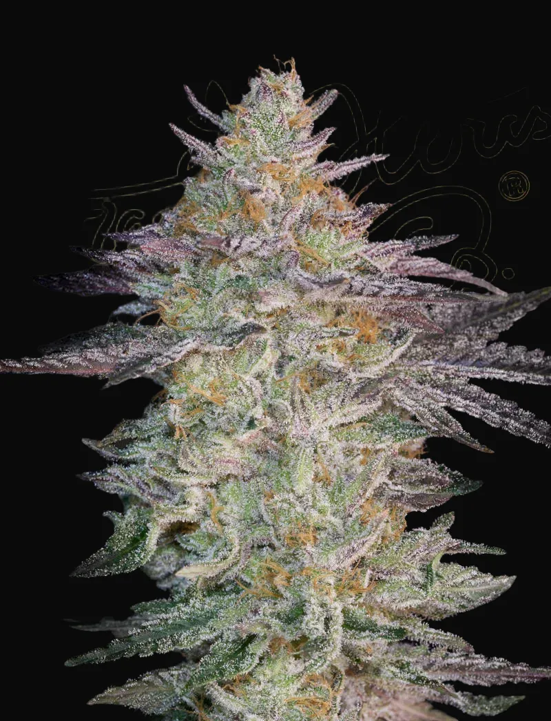 Super Lemon Haze x GMO