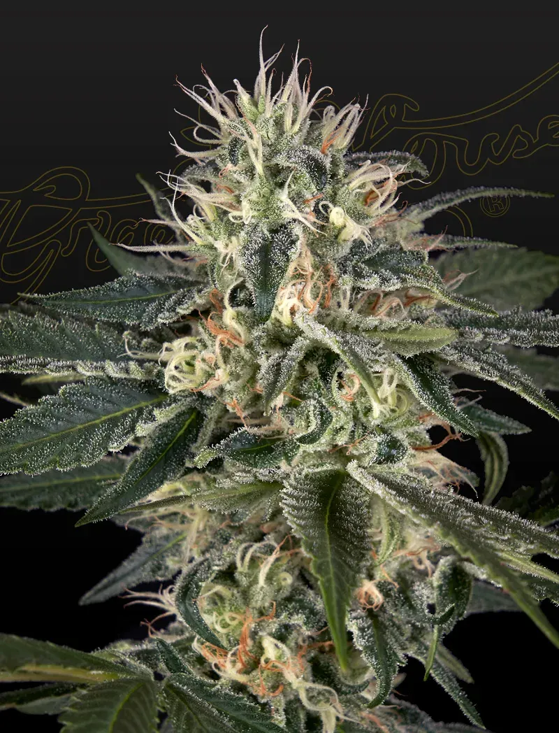Super Lemon Haze x Strawberry Banana x Bubba Kush