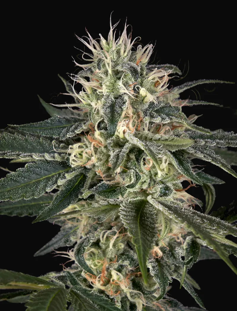 Super Lemon Haze x Strawberry Banana x Bubba Kush