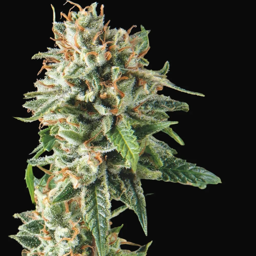 Super OG Kush Fast
