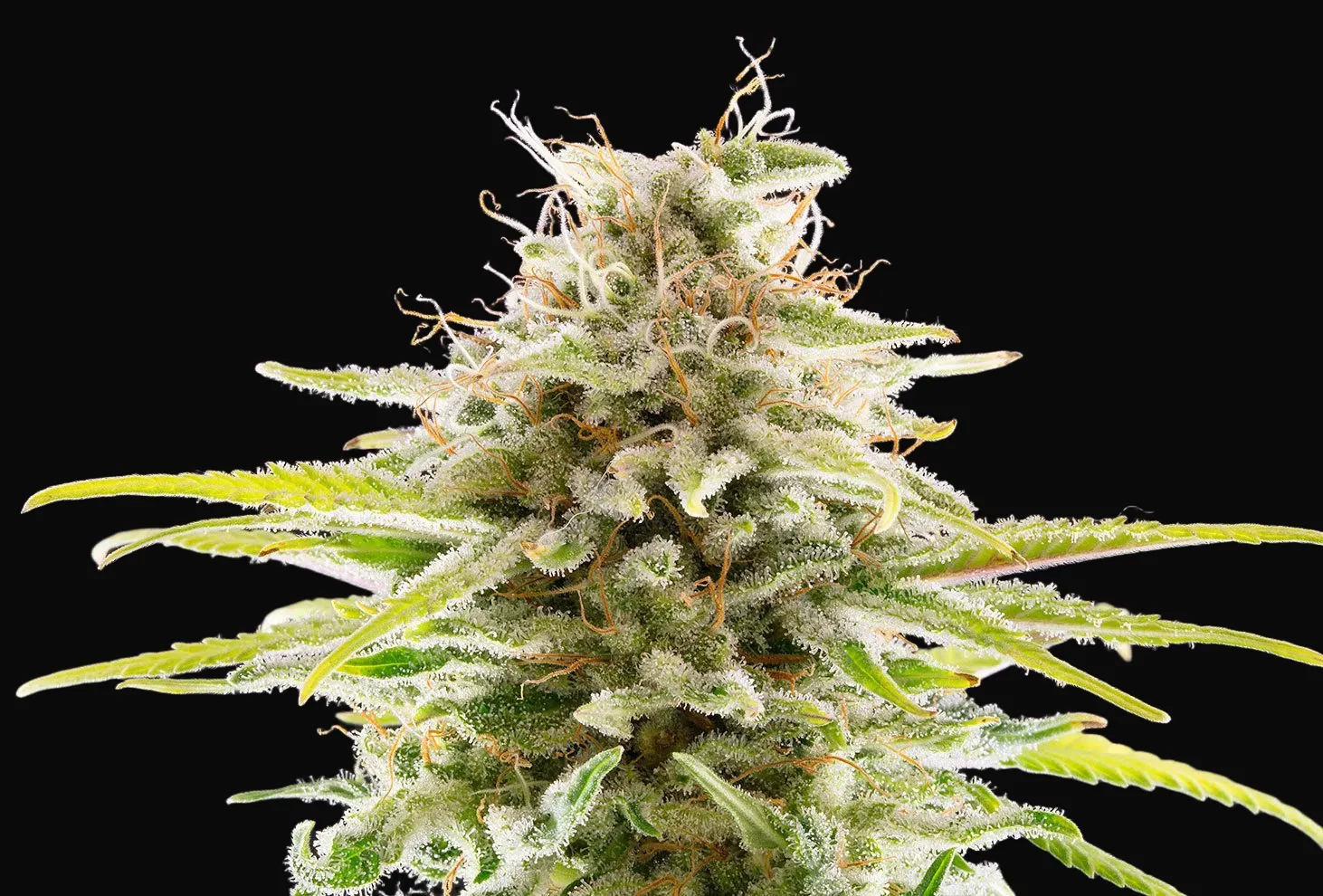 Super OG Kush