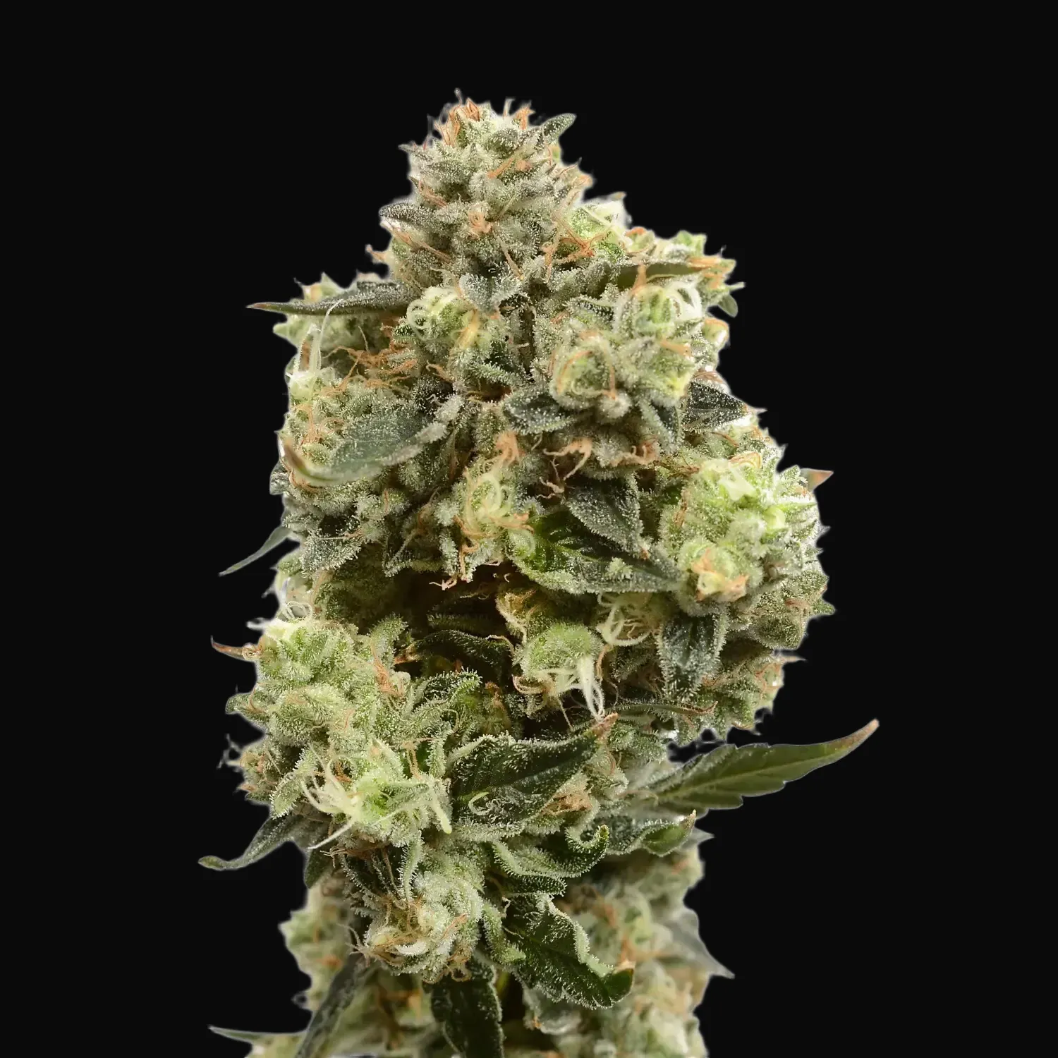 Super Silver Haze