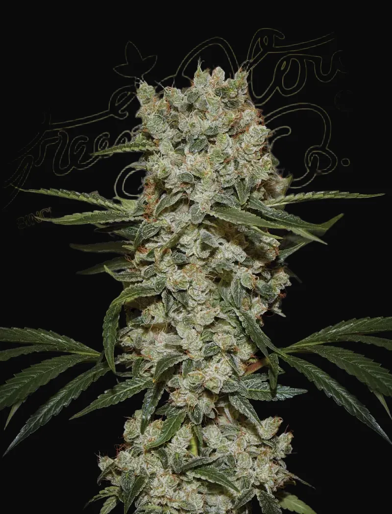 Super Silver Haze