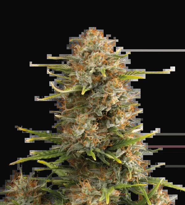 Super Skunk Auto