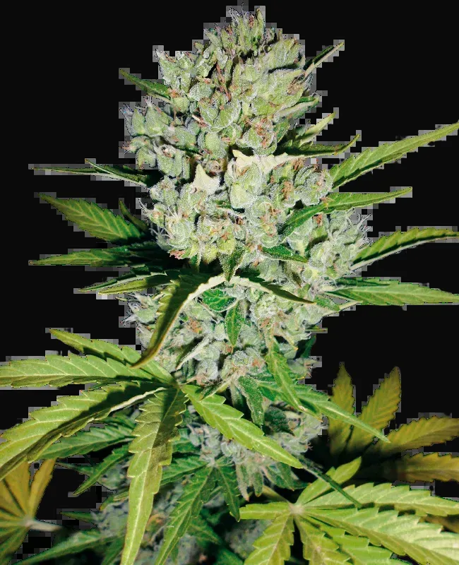 Super Skunk Automatic