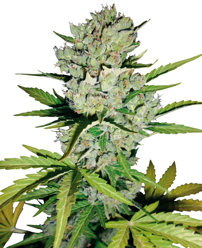 Super Skunk Automatic