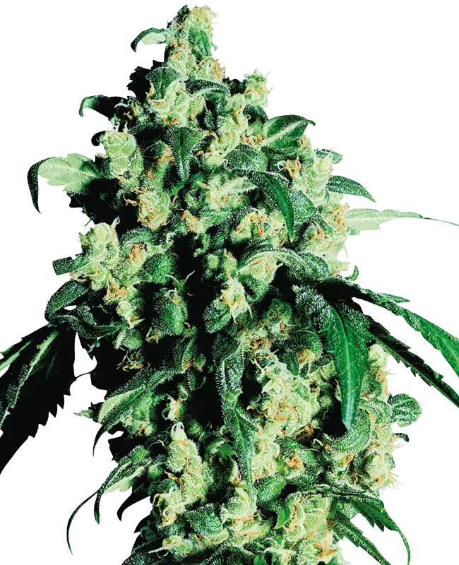 Super Skunk Feminized