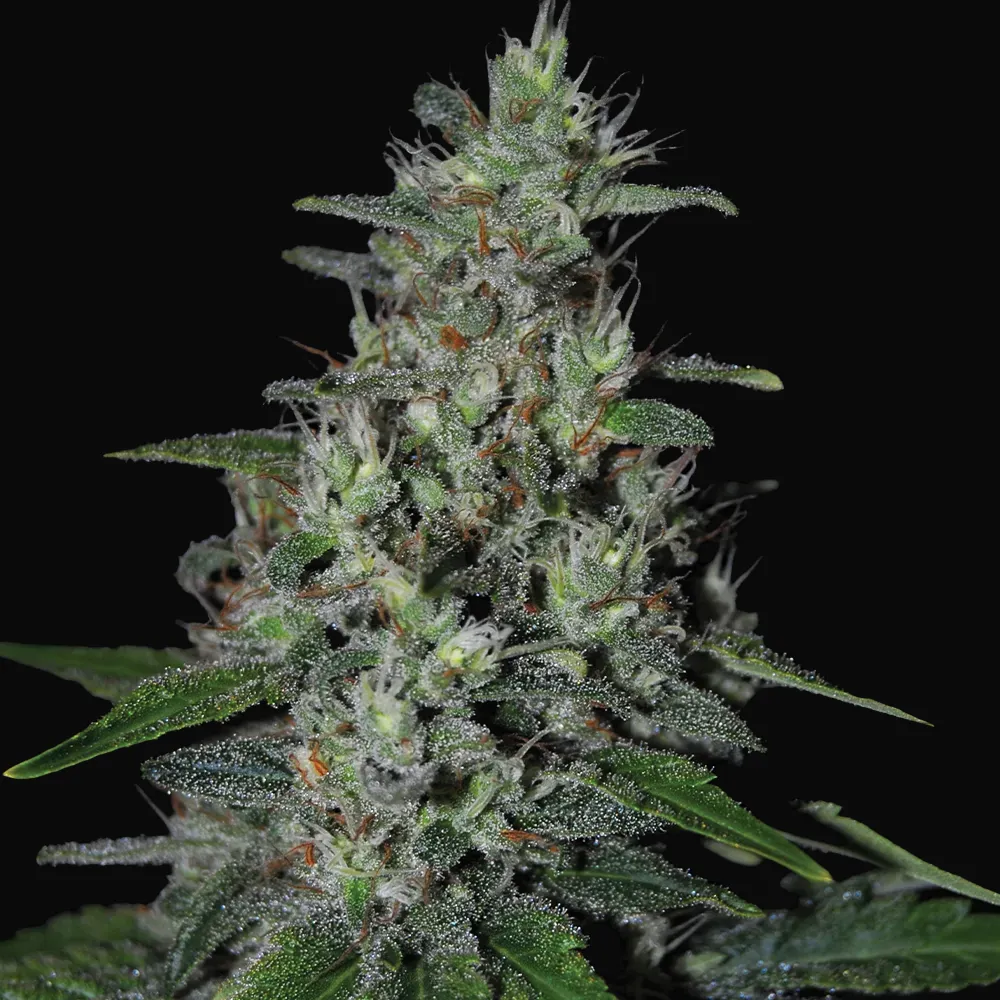 Super Skunk