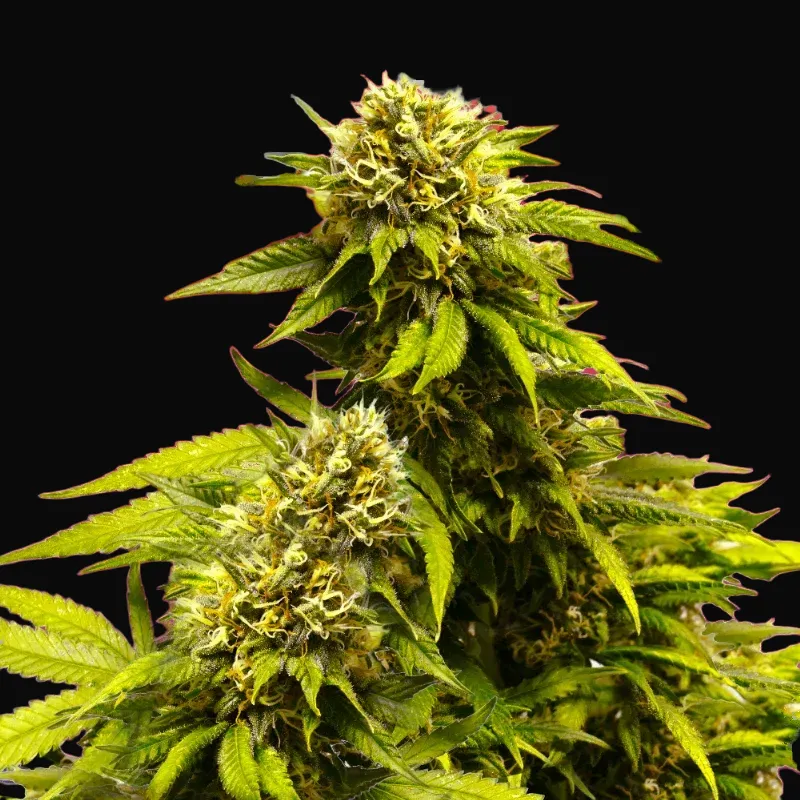 Super Skunk